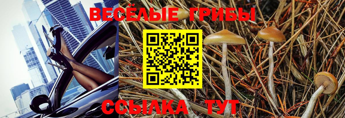 Псилоцибиновые грибы GOLDEN TEACHER  Вход с VPN  где купить наркоту  Самара  Псилоцибиновые грибы мухоморы 